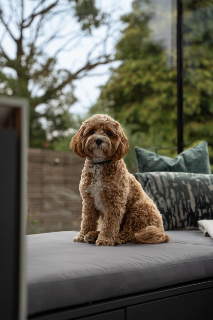 small brown dog sits on kitchen built-in bench seating